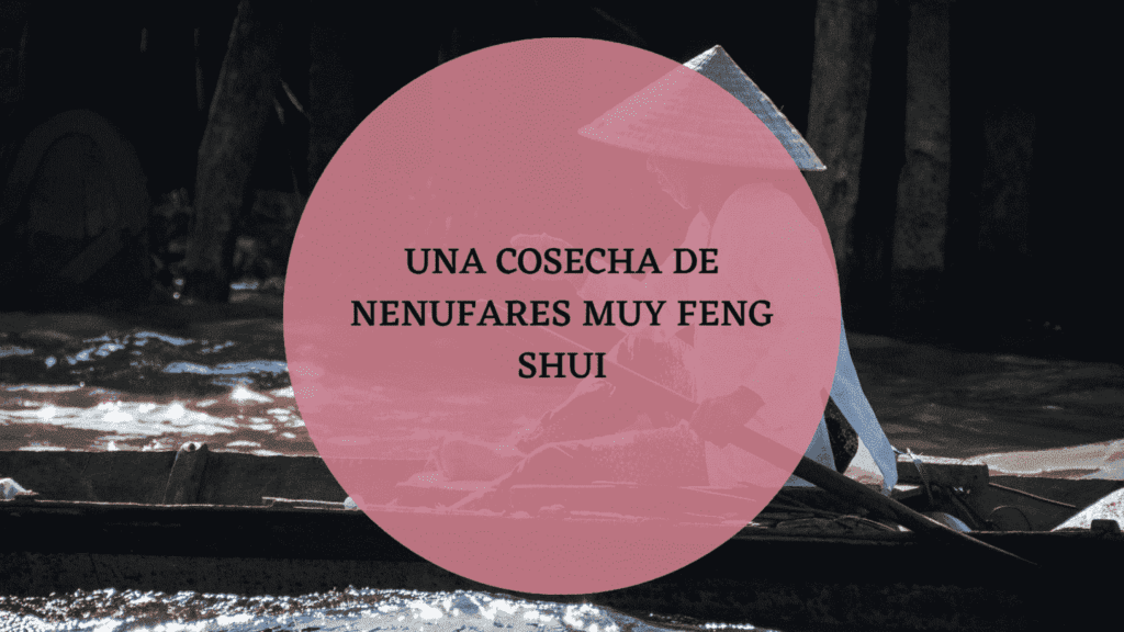 UNA COSECHA DE NENUFARES MUY FENG SHUI